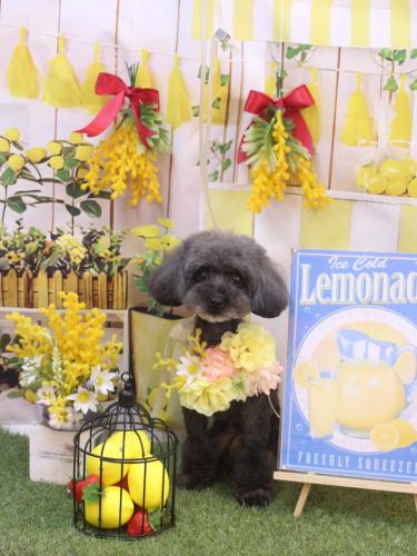 20240410ななちゃん